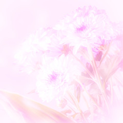 Fototapeta premium Beautiful flower with soft focus on pink background