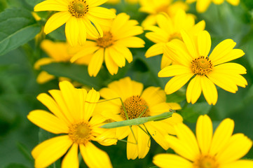 Fototapeta premium 花とカマキリ