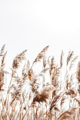 Fototapeta premium Seedy reed stalks