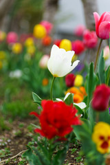 チューリップ