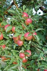Ripe apples ready for harvesting