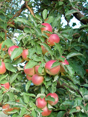 Ripe apples ready for harvesting