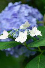 紫陽花