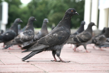 Obraz premium dove on the area compared to other pigeons