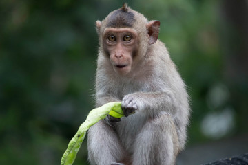 Fototapeta premium 食べるサル 