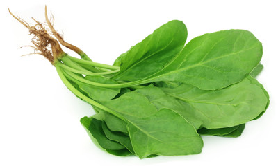 Fresh Spinach