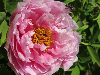 Hybrid cultivar tree peony (Paeonia suffruticosa) flower in the spring garden