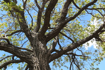 Old oak tree crown against a blue sky