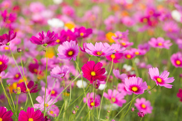 Pink cosmos flower fields - obrazy, fototapety, plakaty