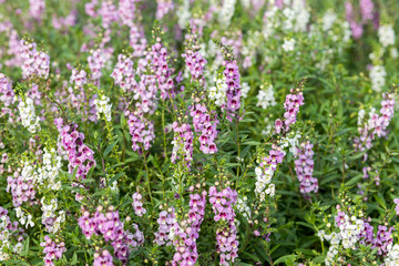 Fototapeta premium Purple flower fields