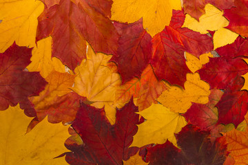 Naklejka na ściany i meble vintage autumn leaves with patina background
