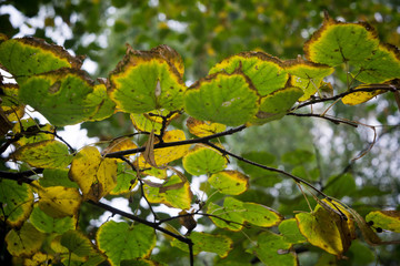 Autumn Tree Branches