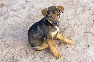Mixed breed puppy dog looking at camera Cute baby dog with jubilate eyes in Thailand