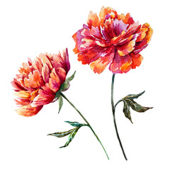 Watercolor raster peony