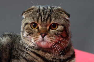lop-eared cat