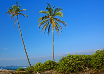 Fototapeta na wymiar Tropical sand beach with palm trees