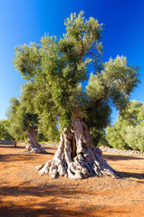 Ulivo secolare Puglia Salento © Samuele Gallini
