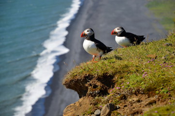 Papageientaucher, Schopflund an der Küste von Island © Andreas P