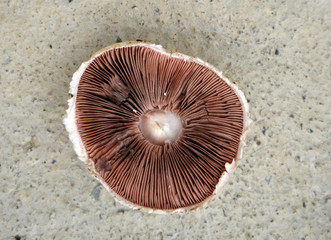 Obraz premium Mushrooms
