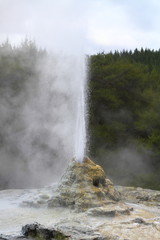 Lady Knox Geyser