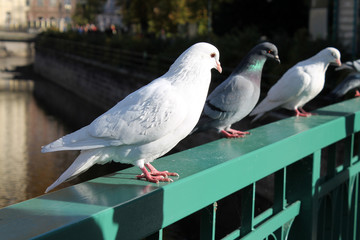 Doves on bridge