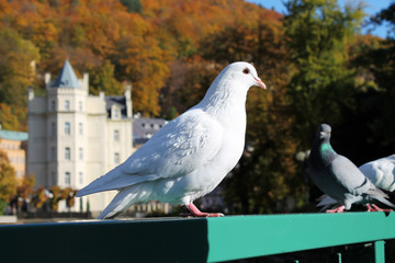 Doves on bridge
