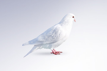 White dove isolated on a white background