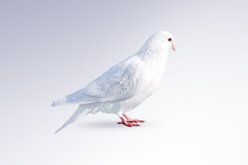 Obraz premium White dove isolated on a white background