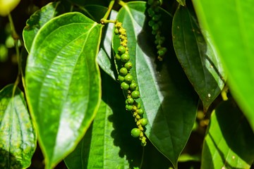 plantation of red and black pepper, Phu Quoc