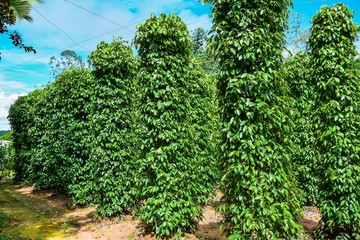 Fototapeta na wymiar plantation of red and black pepper, Phu Quoc