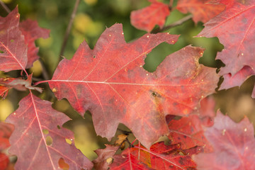 red colored leaves of oak