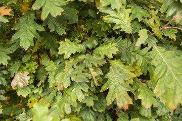 green colored leaves of oak
