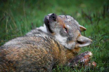 Fototapeta premium Loup gris