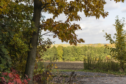 oak tree at the edge of the forest with a piece of paths and through the woods at a distance