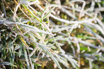 Green Grass in Hoarfrost