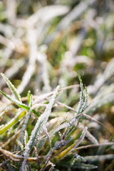 Green Grass in Hoarfrost