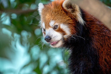 レッサーパンダ