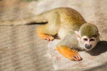 コモンリスザル