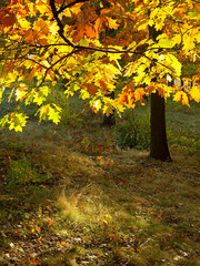 Autumn forest