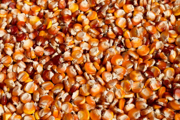 Drying Corn