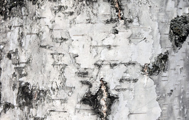 White birch bark, close up natural texture background