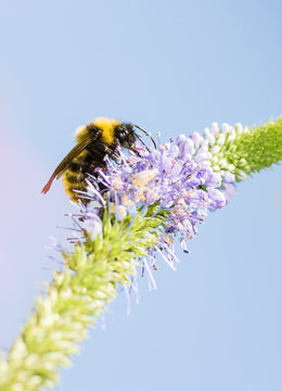 Bumblebee at a Veronica spicata flower