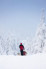 Fototapeta na wymiar sledge dogging, Sedivacek's long, Czech Republic