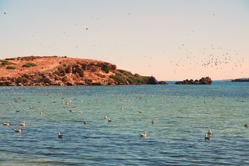 Flock of seagulls