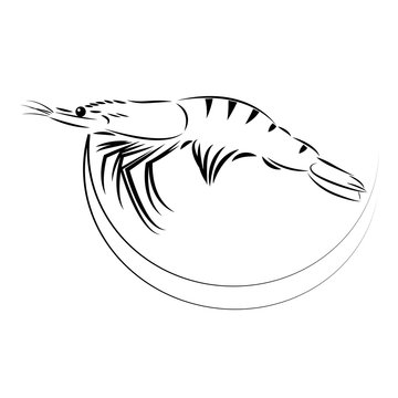 drawing shrimp