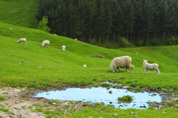 Fototapeta premium Grazing sheep