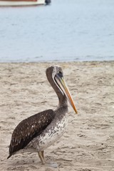   Brown Pelican, Pelecanus occidentalis,  Paracas - Peru