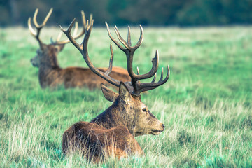 Red deer 
