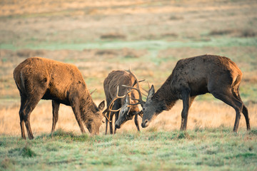 Red deer 