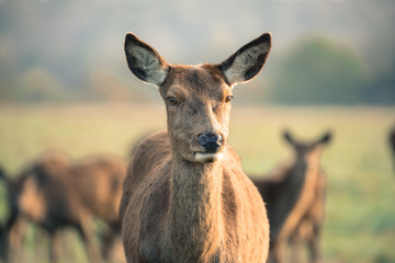 Red deer 